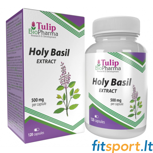 Tulip BioPharma püha basiilik 120 kapslit. (10:1 ekstrakt) 